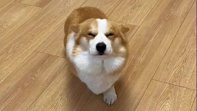 只要看见柯基露出这个表情，肯定拆家没跑的！