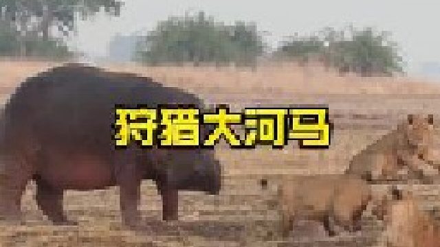 河马被狮群围攻