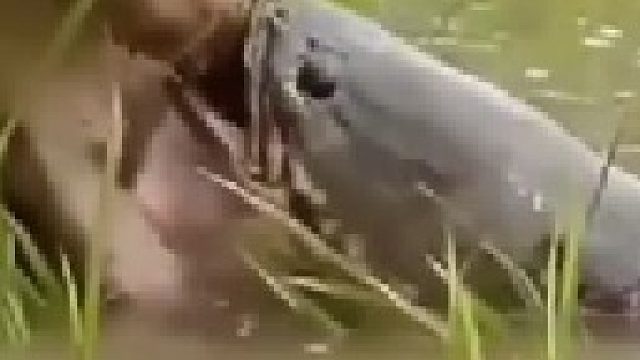 猴子被鲶鱼攻击咬住胳膊