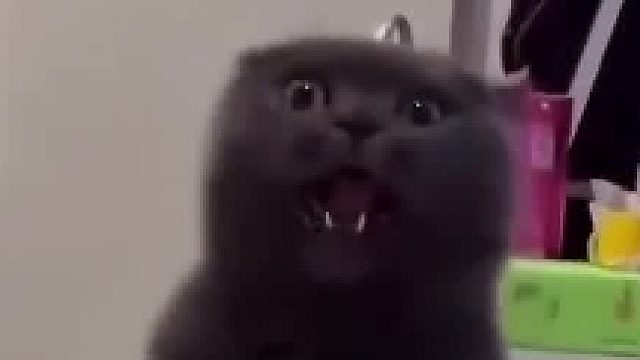 狼群变身潜水艇