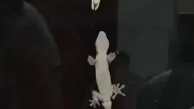 壁虎：诶呦脚滑~ 网友：下次玻璃不许擦那么干净了