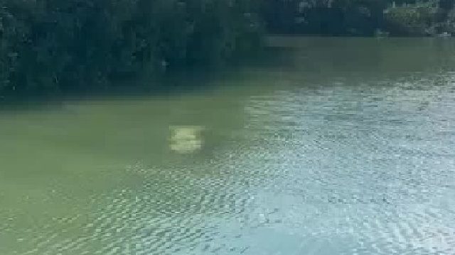 水面惊现神秘生物？！钓鱼佬绷不住了！
