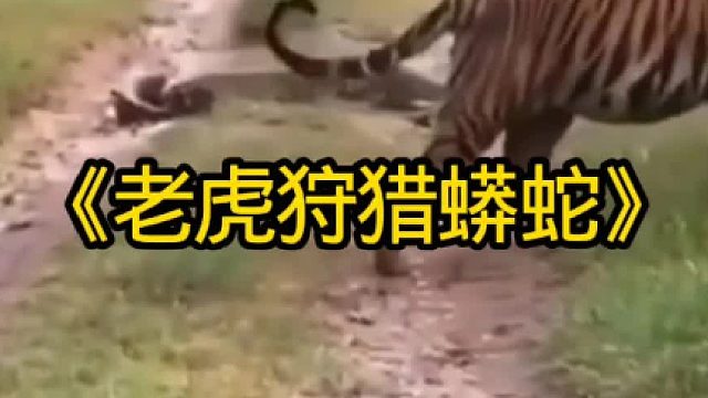 老虎外出狩猎遇见超级无敌大辣条