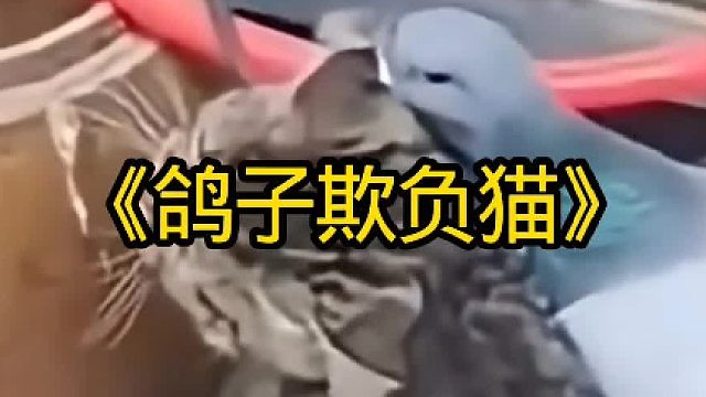 鸽子欺负猫咪，结果被猫咪反杀