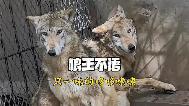 狼王不语 只一味的哆哆嗦嗦