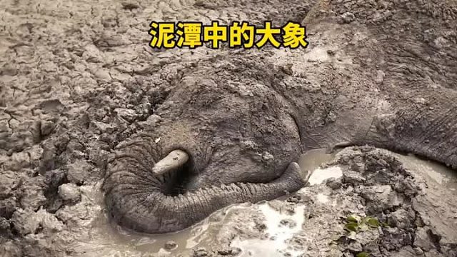 泥潭中的大象奄奄一息，大家为了救助大象，最后的结局令人悄然泪下