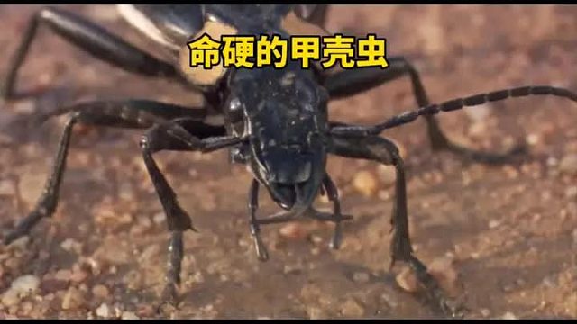 甲壳虫的一天过的真是提心吊胆，最后用出神秘武器，才保全性命，自然界真是危机四伏