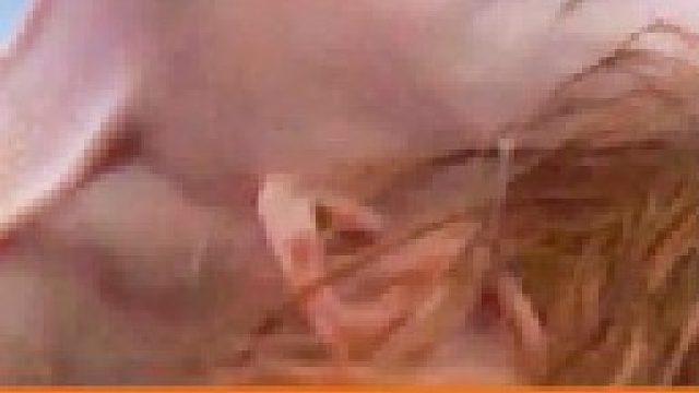 狼人孕妇产下的孩子到底是狼崽还是婴儿