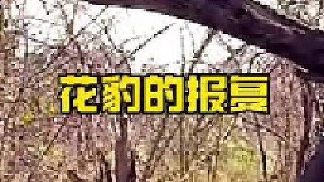 花豹被十几只野狗暴揍