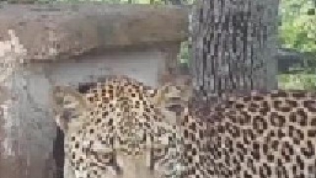 花豹趁犀鸟外出上树掏鸟窝抓小鸟