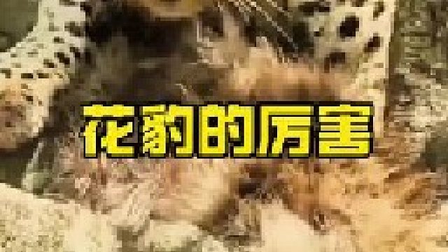 花豹发起飙来相当厉害