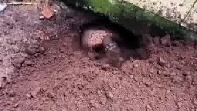 大清早发现有东西挖我家墙角。（这是什么怪兽）