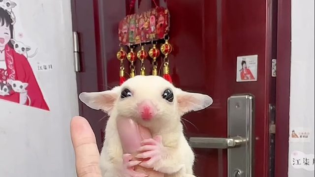 又是一个实心的胖宝宝