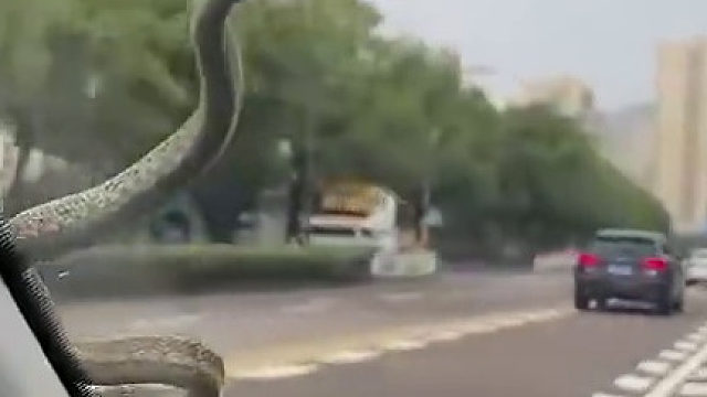 这是啥？吓人  ​