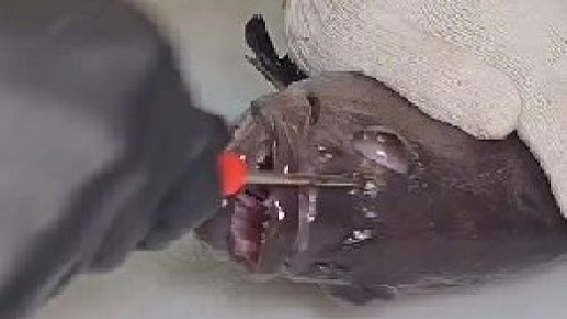 海鱼惊人的切割手法，