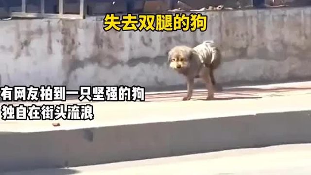 一只失去双腿的狗狗流浪街头时，被好心人发现后，结局令人悄然泪下