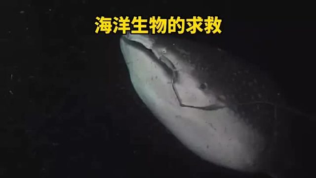 这是来自海洋深处的求救声