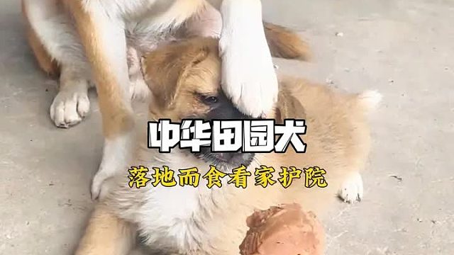 万物有灵 中华田园犬不愧是祖宗严选