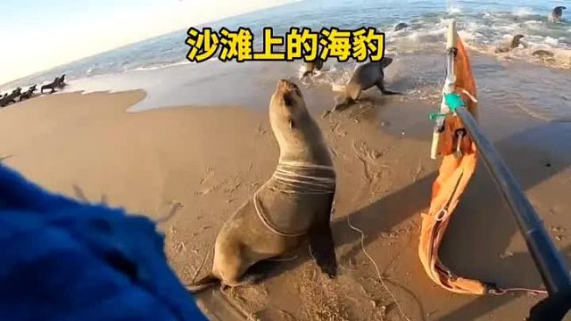 开车救助海豹 差一点被海豹咬到