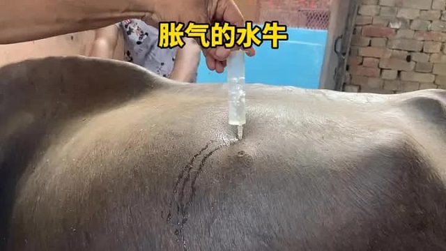 水牛的肚子上插个针管，竟然咕噜咕噜的冒气