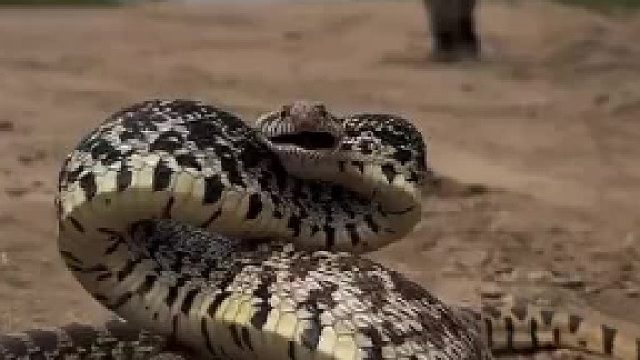 攻击性很强的蛇，遇到要小心