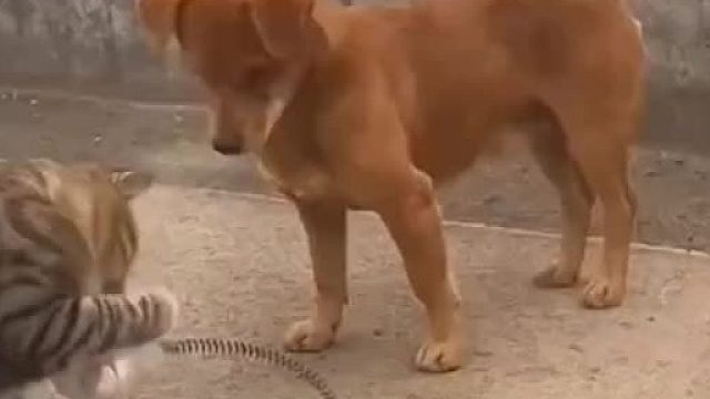 猫咪找到喂食器技巧了，狗子：我不需要懂，只需抢的比你快就行！