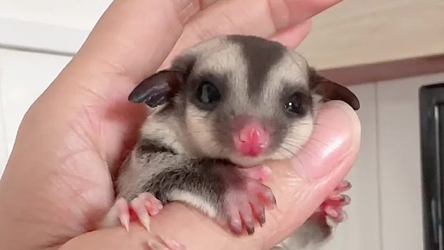 好圆润的小家伙