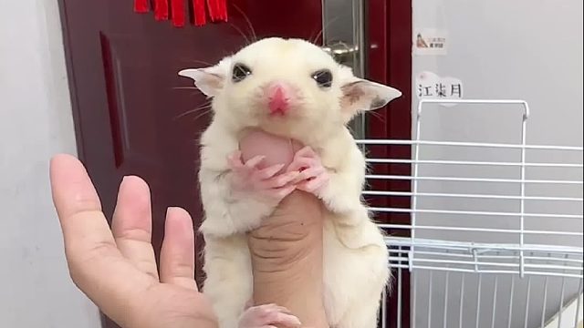 铂金马赛克弟弟吃饱出发广州了，蜜生幸福啦