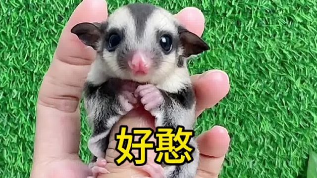 又胖又憨的一只普妹妹