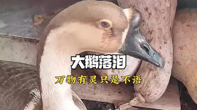 原来动物只是不会说话 心里什么都知道