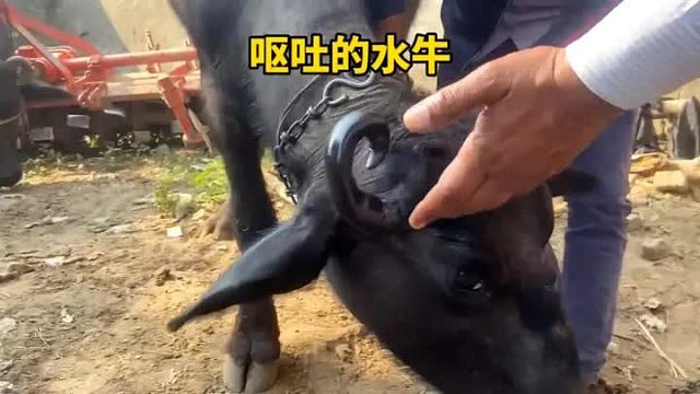 这只水牛呕吐不止，王兽医只用一招将其治好