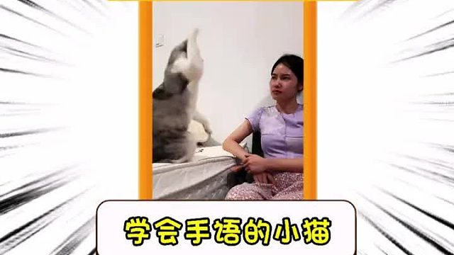 学会了手语的小猫