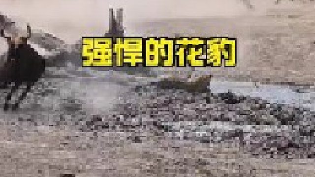 花豹伏击强大对手