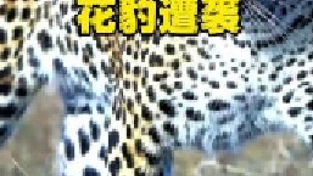 花豹过河遭到鳄鱼偷袭