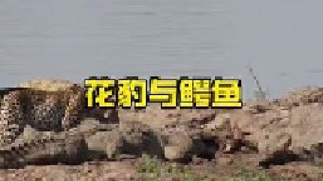 花豹竟然跟鳄鱼抢食物
