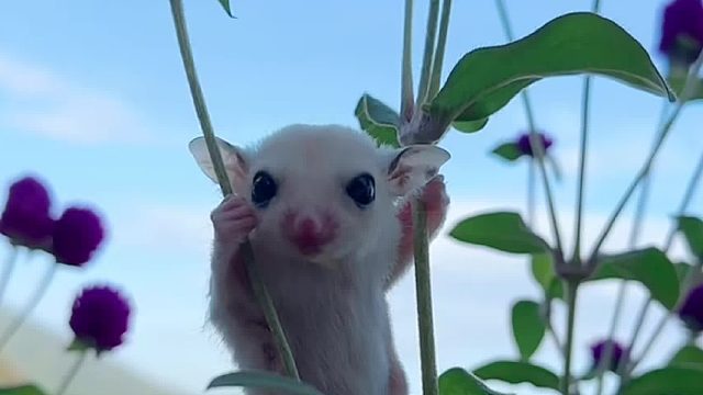 快看，是一只小蜜蜜耶