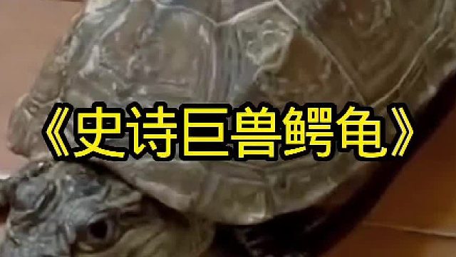 这绝对是你没见过的鳄龟