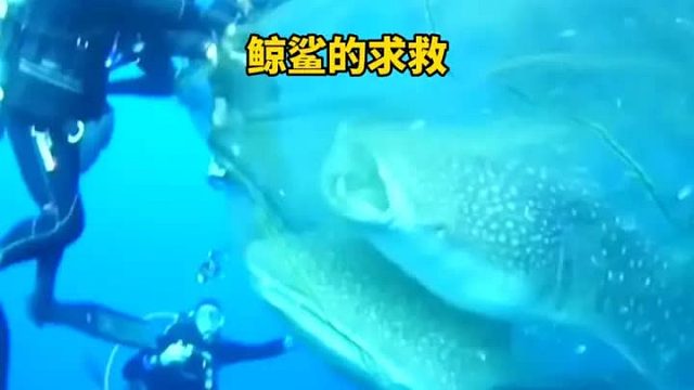 鲸鱼面对人类张开血盆大口，原来是为了求助人类救助自己被困的伙伴
