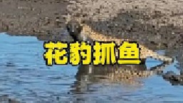 花豹老六来到水塘抓鲶鱼
