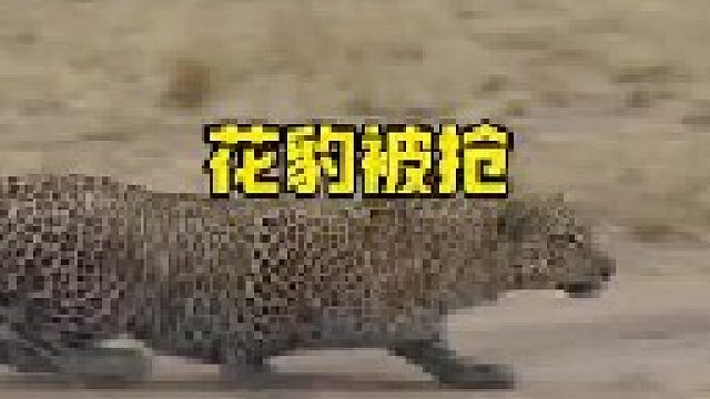 花豹埋伏猎物遭打劫