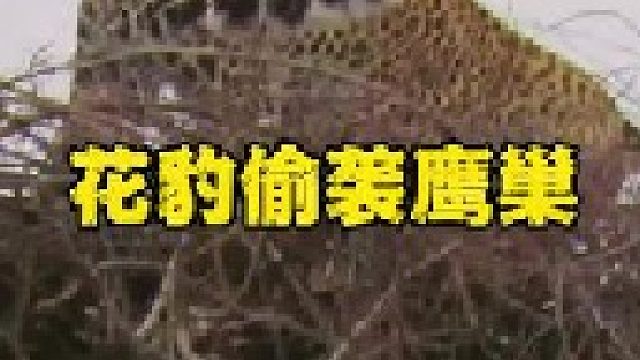 花豹爬到高树上面袭击老鹰巢穴