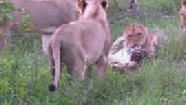 花豹狩猎被狮群打劫还被暴揍
