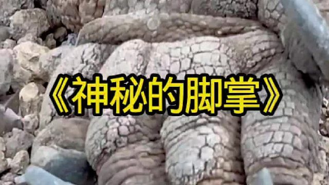 神秘的脚掌，光是爪子看上去就知道去个猛兽