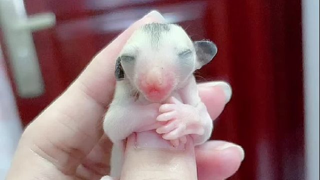 刚出袋的小蜜长得不好看先不要扔，养养看兴许会有惊喜