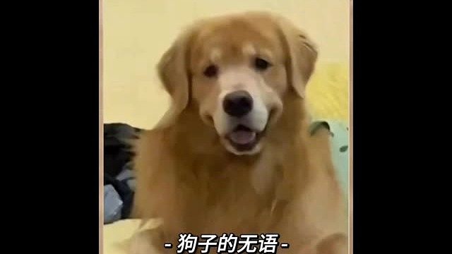 狗子的无语