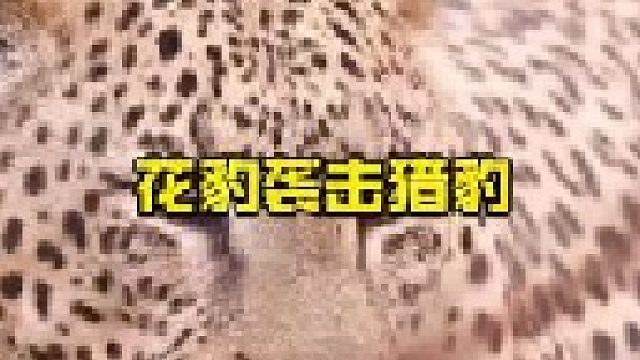 花豹偷袭猎豹并将对方吃掉