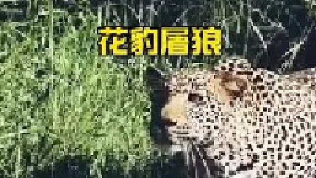 花豹屠杀胡狼
