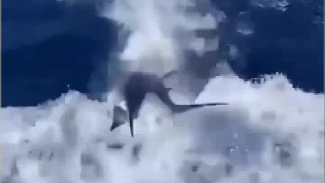 这个剑鱼很贵的，一斤500克