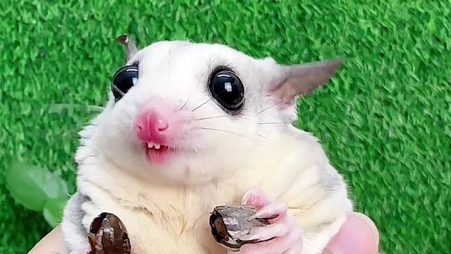 这是一只喜欢吃肉肉的小兔子