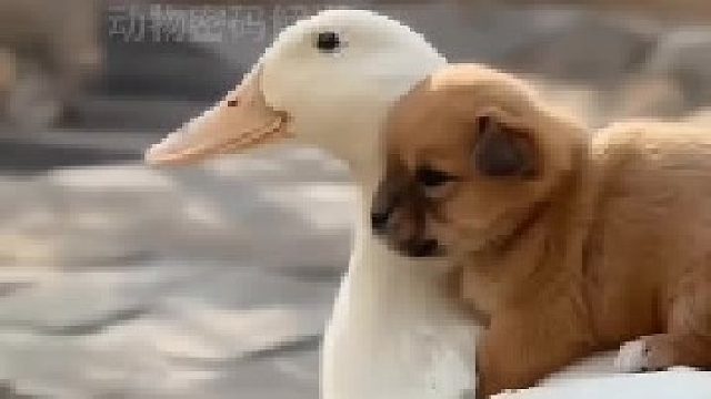 狗子跟大鹅寻找妈妈